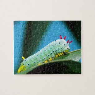Prometheus-Mottenraupe, Callosamia Puzzle
