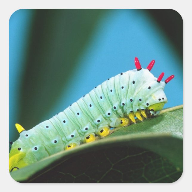 Prometheus-Mottenraupe, Callosamia Quadratischer Aufkleber (Vorderseite)