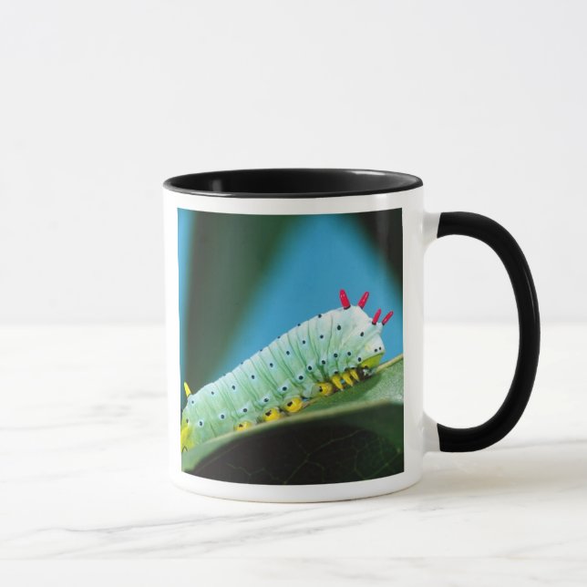 Prometheus-Mottenraupe, Callosamia Tasse (Rechts)