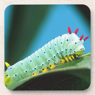 Prometheus-Mottenraupe, Callosamia Untersetzer