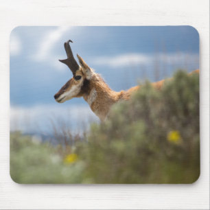 Prong Horn Antelope Mousepad