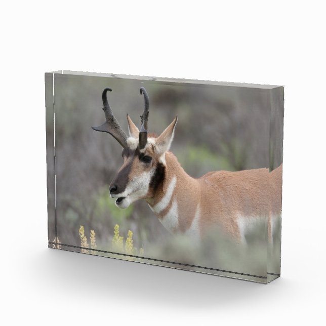 Pronghorn Antelope Buck | Grand Tetons Fotoblock (Rechts)