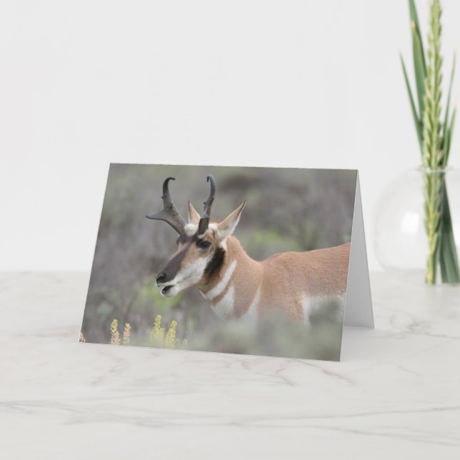 Pronghorn Antelope Buck | Grand Tetons Karte (Vorderseite)