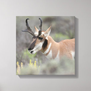 Pronghorn Antelope Buck Grand Tetons Leinwanddruck