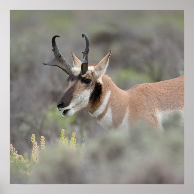 Pronghorn Antelope Buck | Grand Tetons Poster (Vorne)