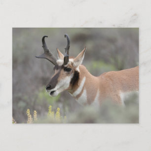 Pronghorn Antelope Buck   Grand Tetons Postkarte