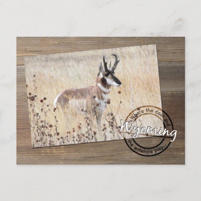 Pronghorn Antelope Foto on Wood - Wyoming WY USA Postkarte (Vorderseite)
