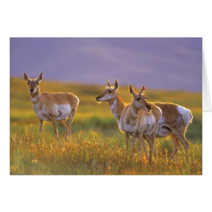 Pronghorn Antelope in Montana