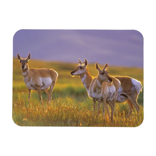 Pronghorn Antelope in Montana Magnet (Horizontal)