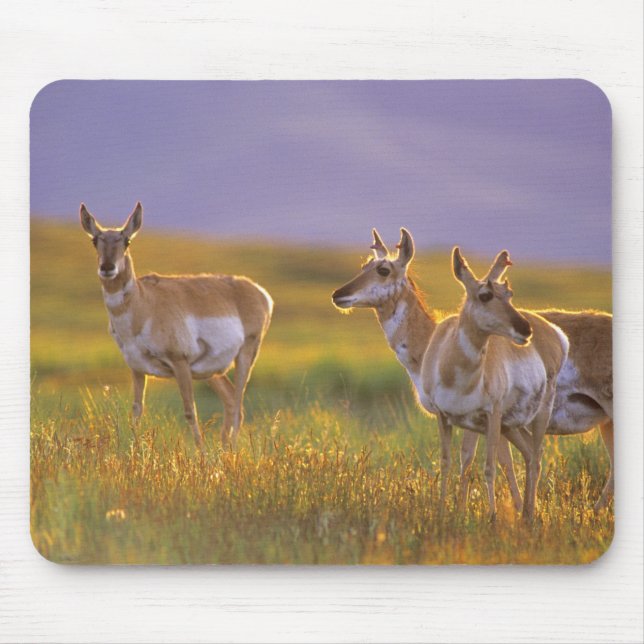 Pronghorn Antelope in Montana Mousepad (Vorne)
