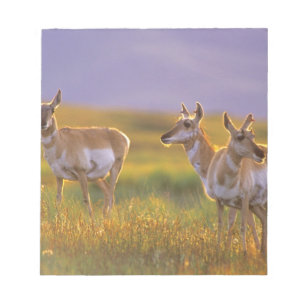 Pronghorn Antelope in Montana Notizblock