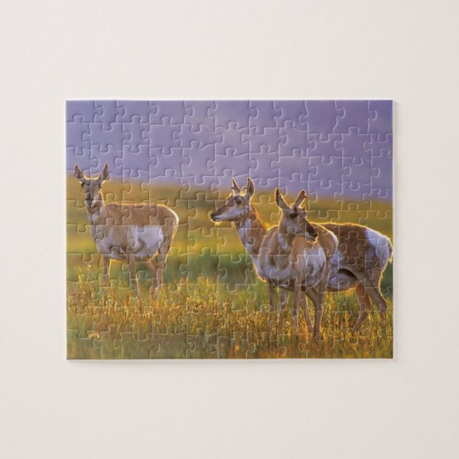 Pronghorn Antelope in Montana Puzzle (Horizontal)