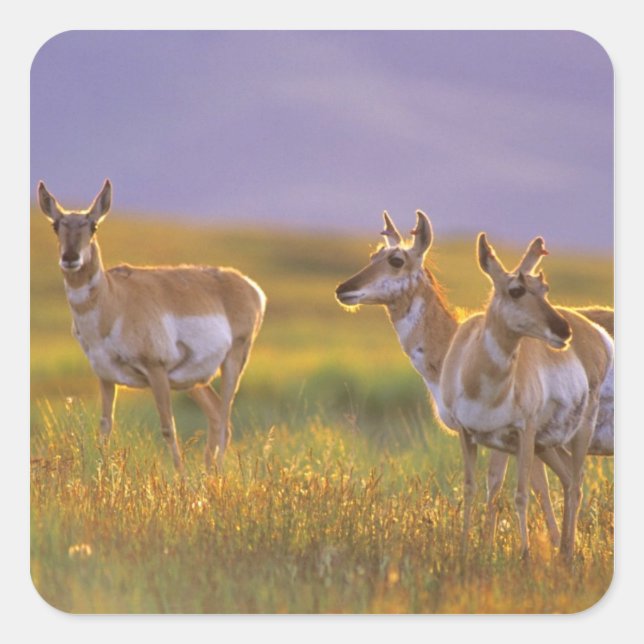 Pronghorn Antelope in Montana Quadratischer Aufkleber (Vorderseite)