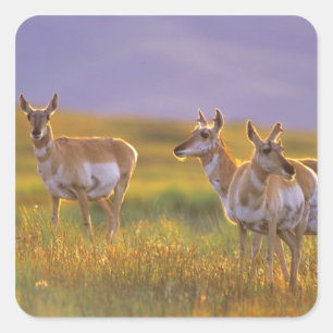 Pronghorn Antelope in Montana Quadratischer Aufkleber