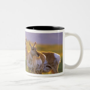 Pronghorn Antelope in Montana Zweifarbige Tasse