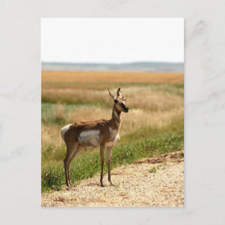 Pronghorn Antelope Postkarte