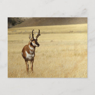 Pronghorn Antelope Wildlife Series # 9 Postcard Postkarte