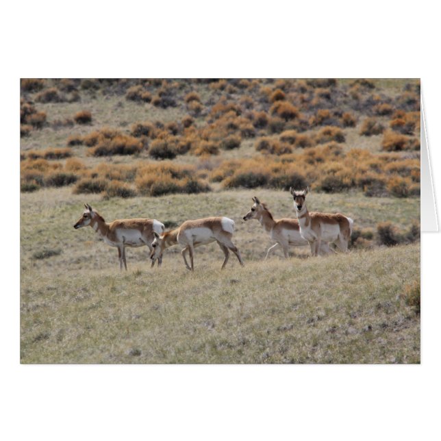 Pronghorn Antilope (Vorderseite (Horizontal))