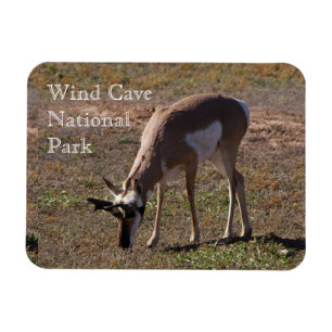 Pronghorn Grazing in Wind Cave National Park, SD Magnet