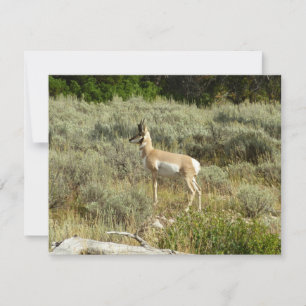 Pronghorn im Grand Teton Nationalpark