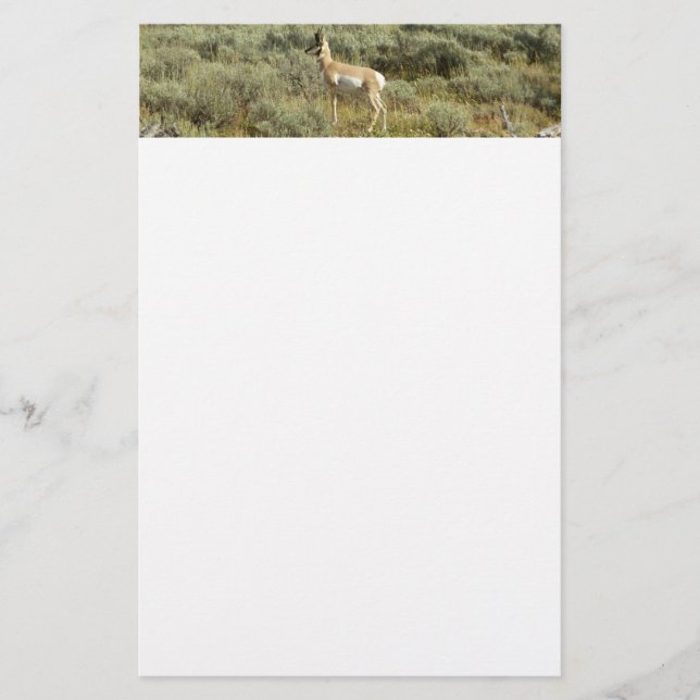 Pronghorn im Grand Teton Nationalpark Briefpapier (Vorderseite)