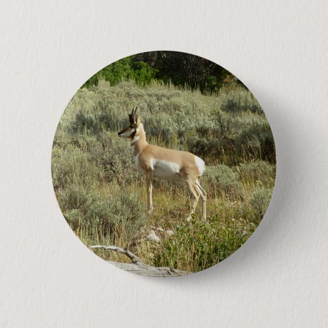 Pronghorn im Grand Teton Nationalpark Button (Vorderseite)