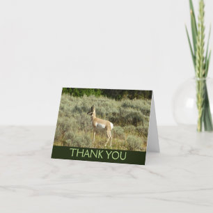 Pronghorn im Grand Teton Nationalpark Dankeskarte
