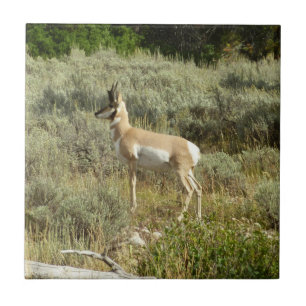 Pronghorn im Grand Teton Nationalpark Fliese