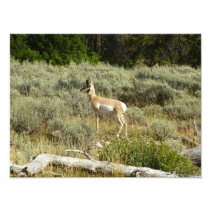 Pronghorn im Grand Teton Nationalpark Fotodruck