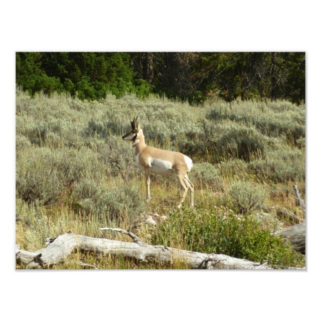 Pronghorn im Grand Teton Nationalpark Fotodruck (Vorne)