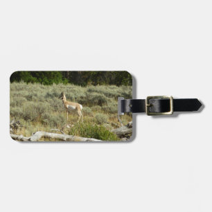 Pronghorn im Grand Teton Nationalpark Gepäckanhänger
