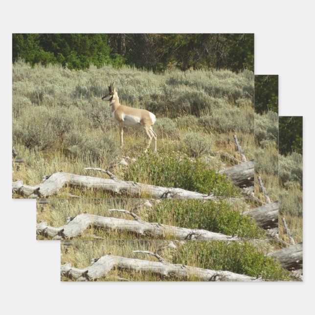 Pronghorn im Grand Teton Nationalpark Geschenkpapier Set (Set)