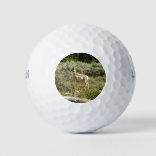 Pronghorn im Grand Teton Nationalpark Golfball