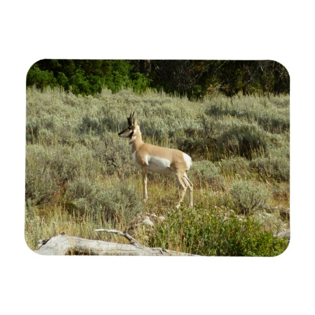 Pronghorn im Grand Teton Nationalpark Magnet (Horizontal)