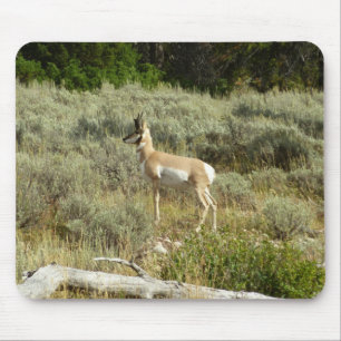 Pronghorn im Grand Teton Nationalpark Mousepad
