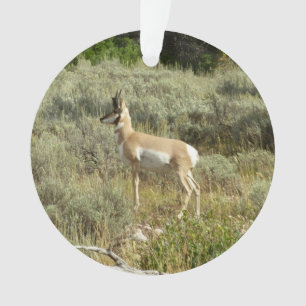 Pronghorn im Grand Teton Nationalpark Ornament