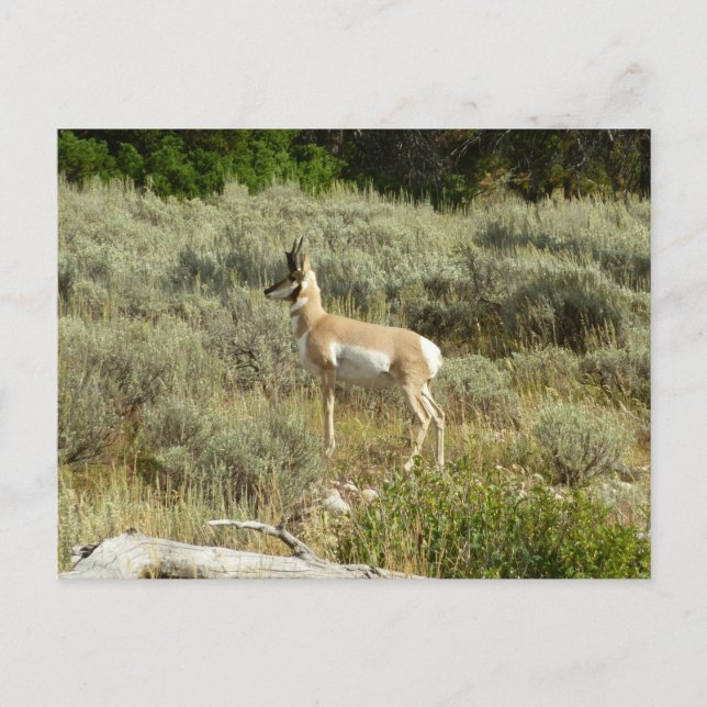 Pronghorn im Grand Teton Nationalpark Postkarte (Vorderseite)