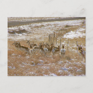 Pronghorn Mob Postkarte