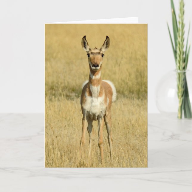 Pronghorn Notecard Karte (Vorderseite)