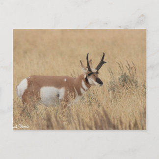 Pronghorn Postkarte