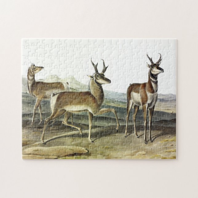 Pronghorn (Prong-horned Antelope) von Audubon Puzzle (Horizontal)