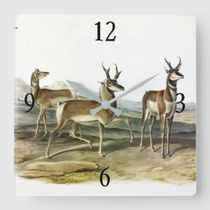 Pronghorn (Prong-horned Antelope) von Audubon Quadratische Wanduhr