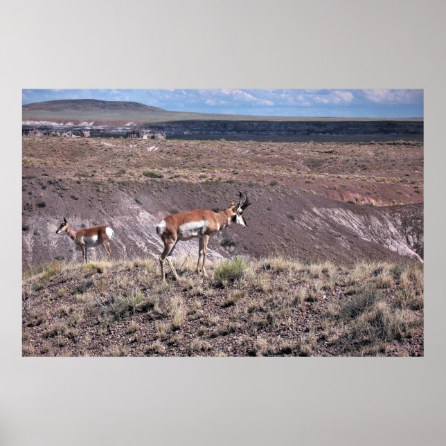 Pronghorn Sheep Poster (Vorne)