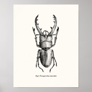 Prosopocoilus astacoides - Riesenkäfer Poster
