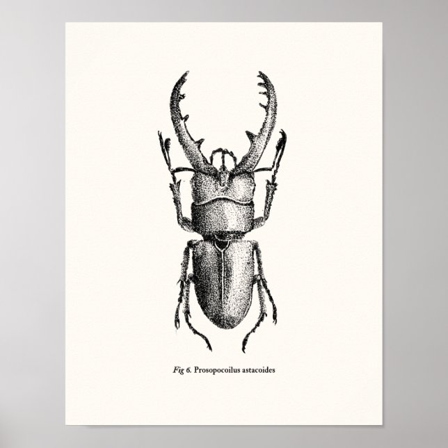 Prosopocoilus astacoides - Riesenkäfer Poster (Vorne)