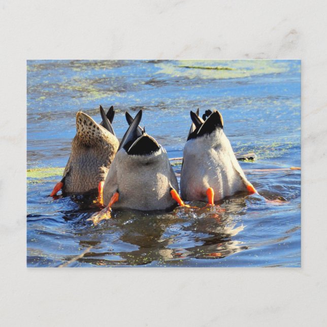 Prost! Postkarte (Vorderseite)