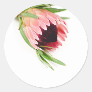 Protea-Aufkleber Runder Aufkleber