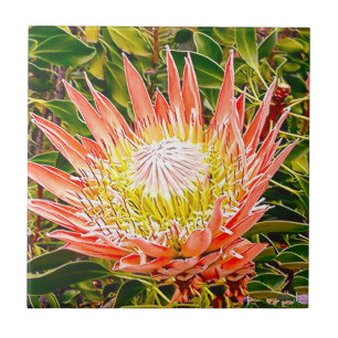 Protea Australische Blumenfotografie Fliese