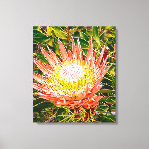 Protea Australische Blumenfotografie Leinwanddruck