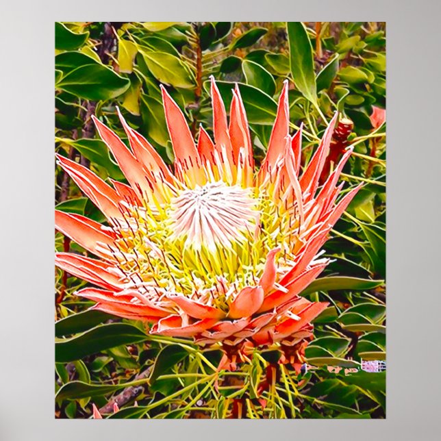 Protea Australische Blumenfotografie Poster (Vorne)